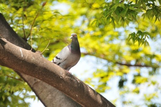 鳩の繁殖力が高い原因は何？