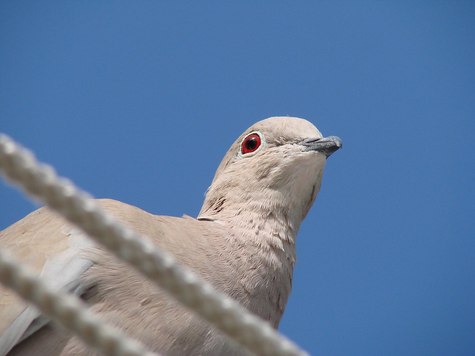 屋根上の鳩