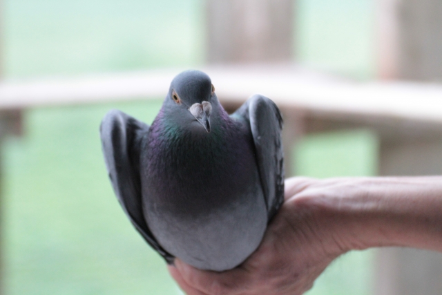 レース鳩ってどんな鳩？日本に生息する鳩の種類を一挙公開！